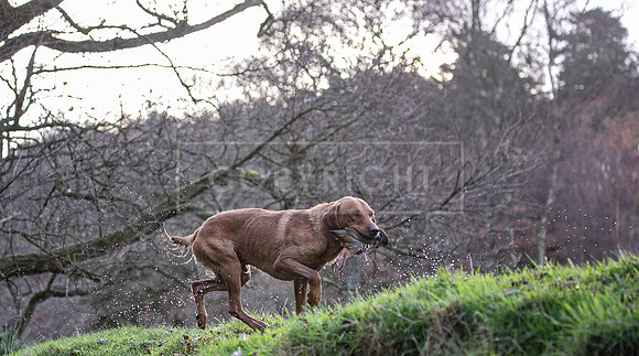 Stoneleywoods 26th Nov-263
