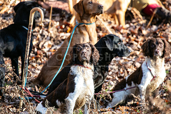 Stoneleywoods 26th Nov-297