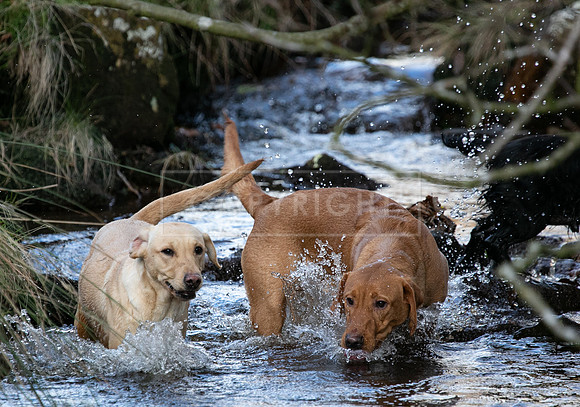 Stoneleywoods 26th Nov-340