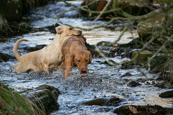 Stoneleywoods 26th Nov-341