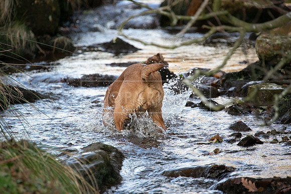 Stoneleywoods 26th Nov-342