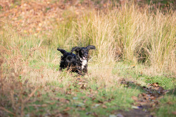 Stoneleywoods 26th Nov-344