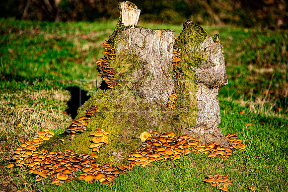 Stoneleywoods 26th Nov-350