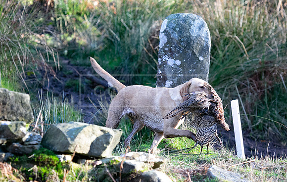 Stoneleywoods 26th Nov-351