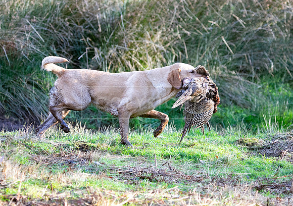 Stoneleywoods 26th Nov-352