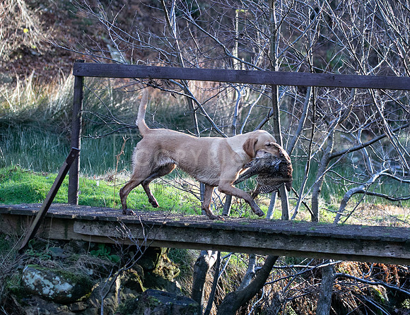 Stoneleywoods 26th Nov-353