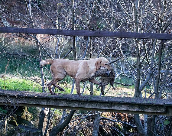 Stoneleywoods 26th Nov-354