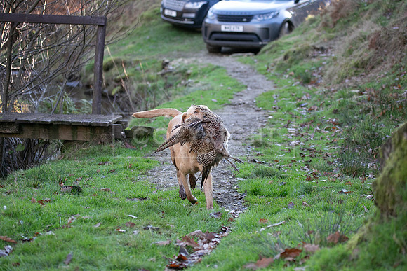 Stoneleywoods 26th Nov-355