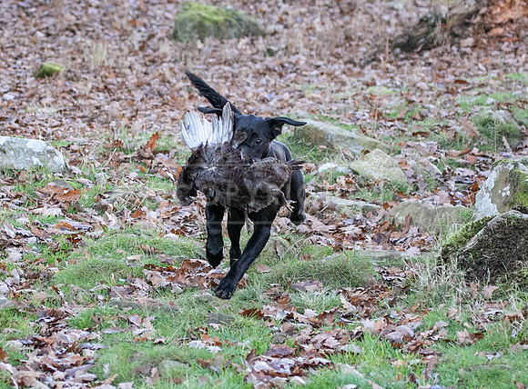 Stoneleywoods 26th Nov-357