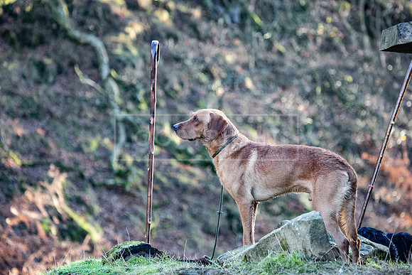 Stoneleywoods 26th Nov-364