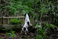 Open Spaniel-024