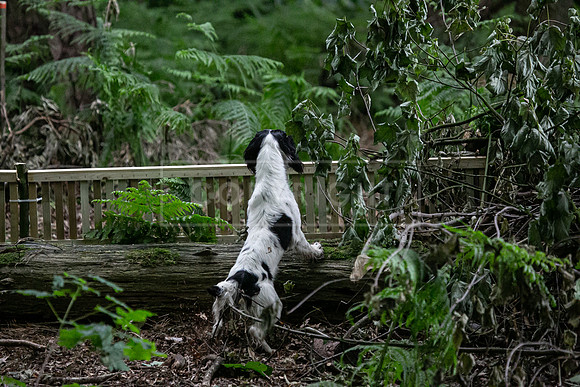 Open Spaniel-024