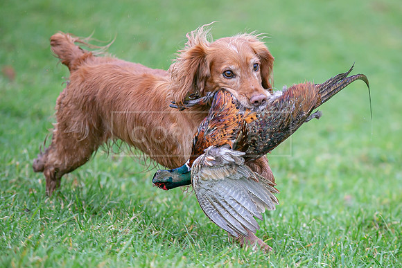 Gundogs-21