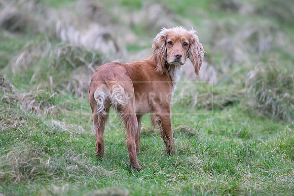 Gundogs-22