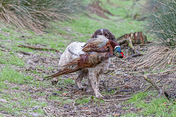 Gundogs-45