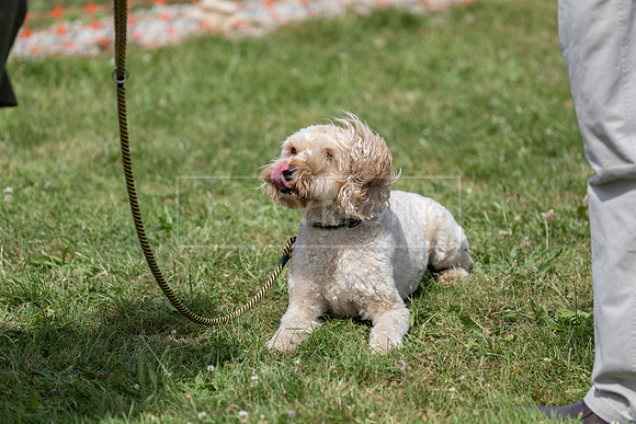 Scruffts heat @ Wadebridge 13th July 2025-133