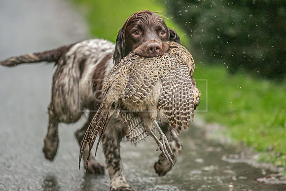 Gundogs-62