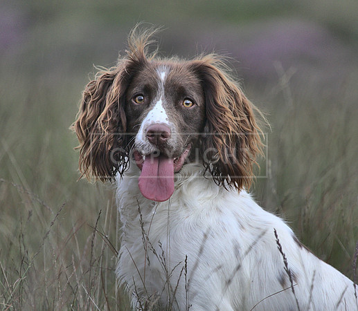Gundogs-69
