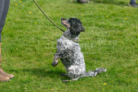 Scruffts @ Newbury 14 April 2024-032