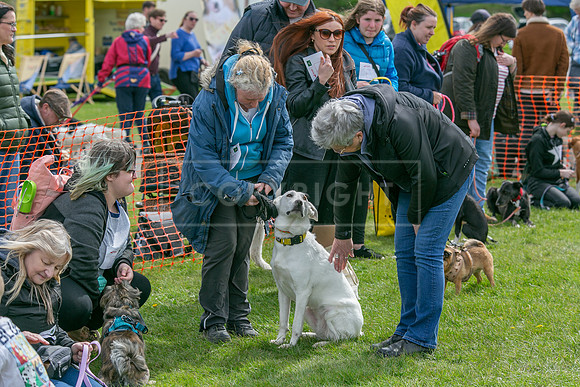 Scruffts @ Newbury 14 April 2024-048
