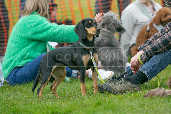 Scruffts @ Newbury 14 April 2024-057
