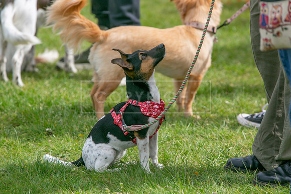 Scruffts @ Newbury 14 April 2024-062