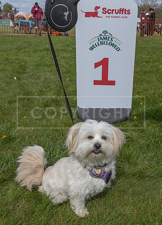 Scruffts @ Newbury 14 April 2024-072