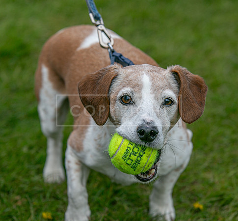 Scruffts @ Newbury 14 April 2024-074