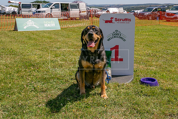 Scruffts heat @ Wadebridge 13th July 2025-52