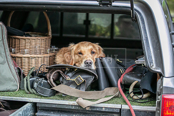 Gundogs-44
