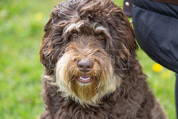 Scruffts @ Newark April 2024-012
