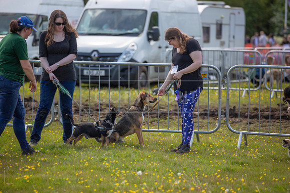 Scruffts @ Hylands Park 5th May 2024-023