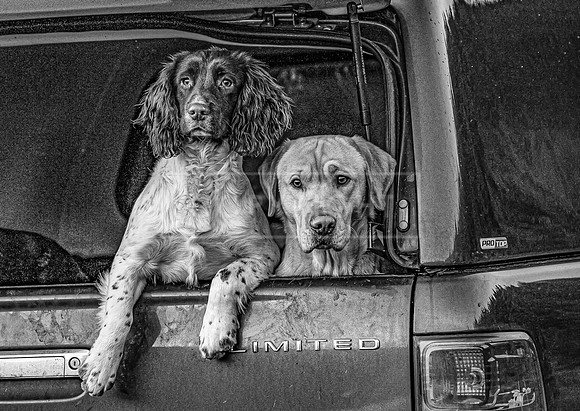 Gundogs-63