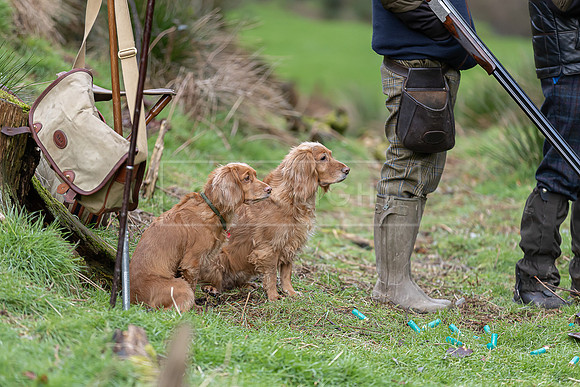 Gundogs-49