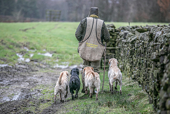 Gundogs-19
