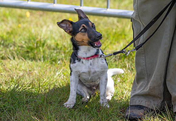 Scruffts @ Hylands Park 5th May 2024-038