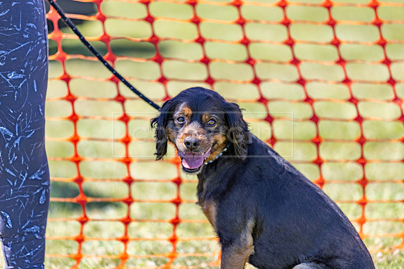 Scruffts heat @ Wadebridge 13th July 2025-35