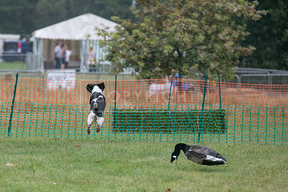 Jixenwell Scurry Challenge Final 2024-0328
