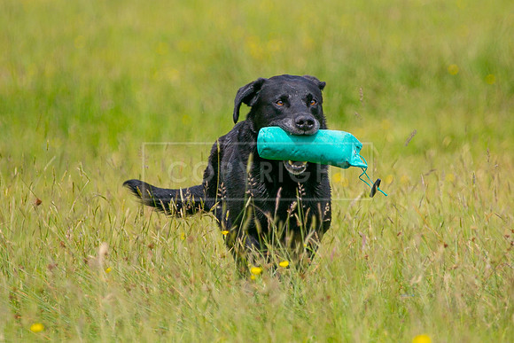 Int Retriever Day 1 -098