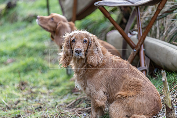 Gundogs-48