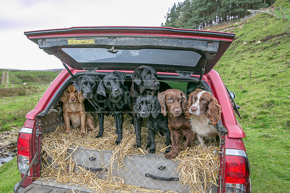Gundogs-13
