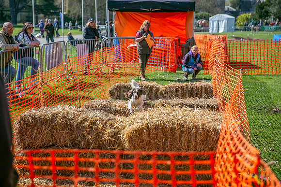 Thoresby Sun 30th Mar 25-207