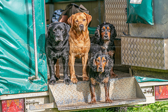 Gundogs-10