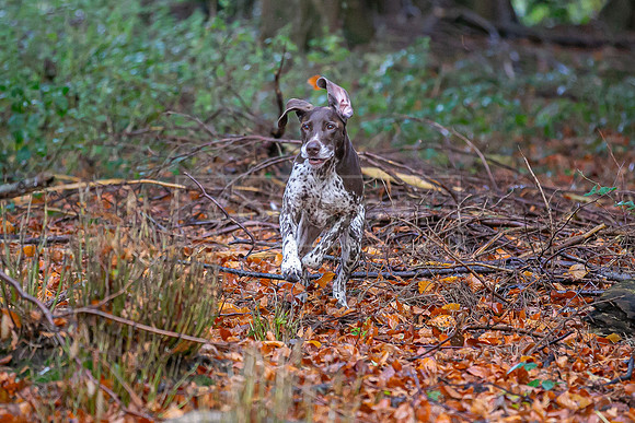 Gundogs-58