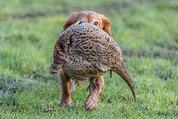 Gundogs-39