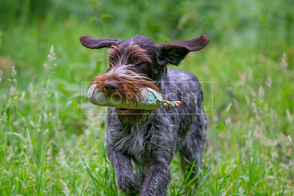 Gundogs-05