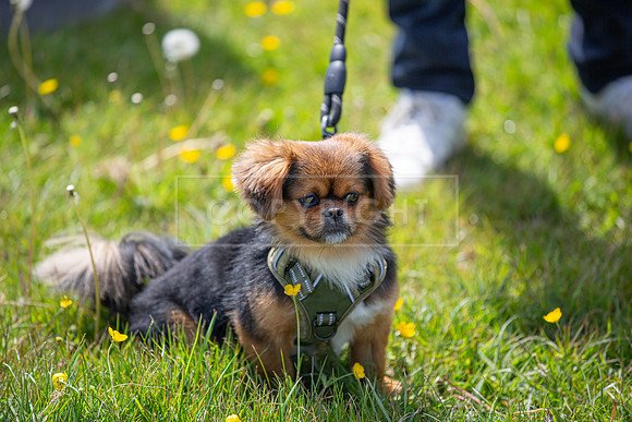 Scruffts @ Hylands Park 5th May 2024-028