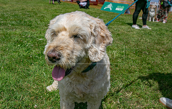 Scruffts heat @ Wadebridge 13th July 2025-113