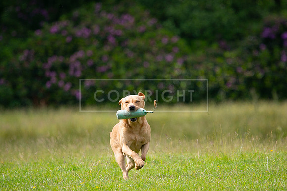 Int Retriever Day 1 -037