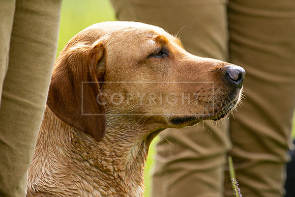 Int Retriever Day 1 -061